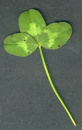 Wiesenklee