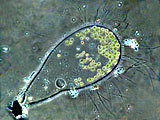 apiocystis_braauniana_1