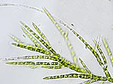 coleochaetra_pulvinata20