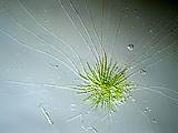 coleochaetra_pulvinata20