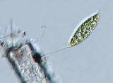 gomphonema___sp.