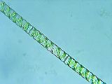 spirogyraa