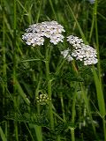 achillea_millefolium_3a