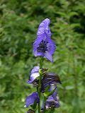 aconitum_sp.1b