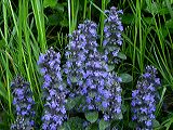 ajuga_reptans_13