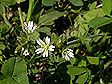 cerastium_fontanum_1bx