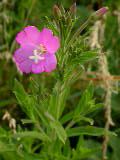 epilobium_sp._3b160