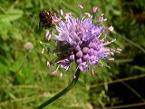 knautia_sp._1