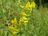 lathyrus_pratensis_1b