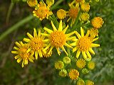 senecio_sp