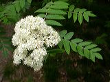 sorbus_aucuparia