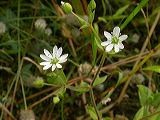 stellaria_sp