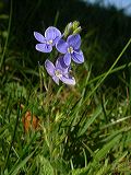 veronica_teucrium_4