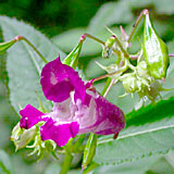 impatiens_glandulifera_1ax