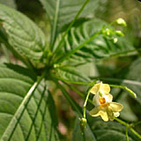 impatiens_parviflorum_1a