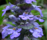 ajuga_reptans_13