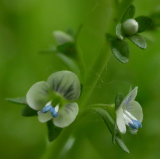 ajuga_reptans_13