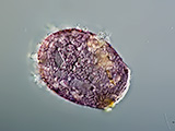 acanthocystis__sp.2l