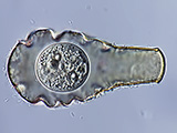 acanthocystis__sp.2l