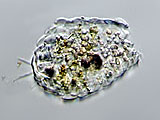 acanthocystis__sp.2l