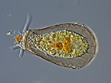 acanthocystis__sp.2l