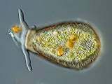 acanthocystis__sp.2l