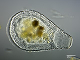 acanthocystis__sp.2l