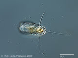 acanthocystis__sp.2l