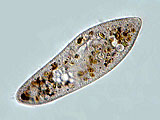 paramecium__kv__df1