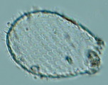 acanthocystis__sp.2l