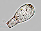 acanthocystis__sp.2l