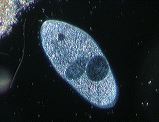 paramecium__kv__df1