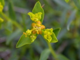 euphorbia_helioscopia_