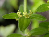 galium_sp.