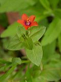 anagallis_arvensis_4