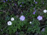 anemone_apennina_1