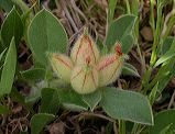 anthyllis_tetraphylla