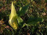 arum_italicum