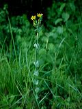 blackstonia_perfoliata