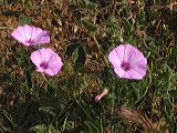 calystegia