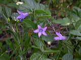 campanula__sp.(mtecapanne