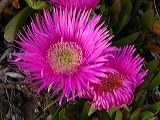 carpobrotus_edulis_3