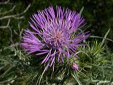 cirsium_sp._5