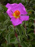 cistus_creticus_1