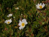 cistus_monspeliensis_1