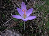 crocus_sp._2