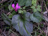 cyclamen_repandum_1