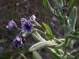 cynoglossum_creticum