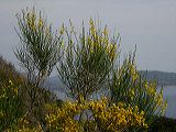 cytisus_scoparius_1