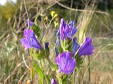 echium_plantagineum